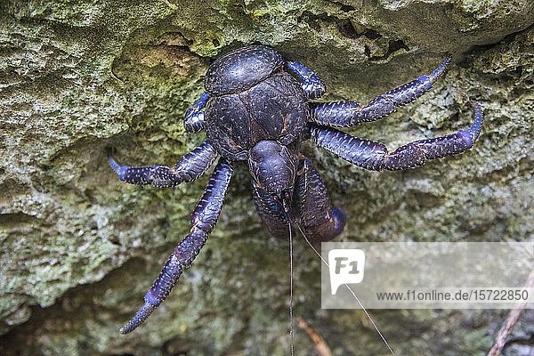 Palmendieb (Birgus latro) Südpazifik Niue Ozeanien