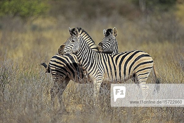 Burchell's Zebras (Equus quagga burchelli)  zwei  erwachsen  Sozialverhalten  Tswalu Game Reserve  Kalahari  Nordkap  Südafrika  Afrika