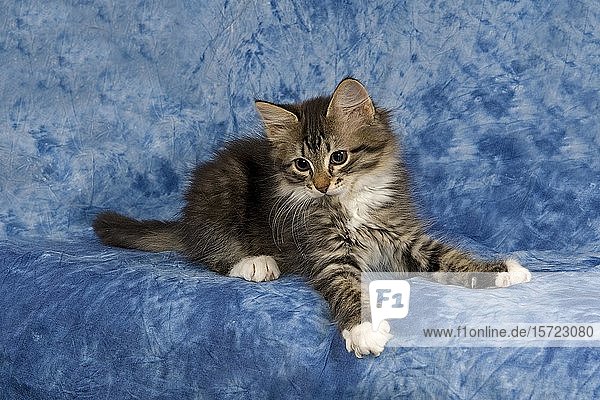 Rassekatze Sibirischer Wald (Felis silvestris catus)  Jungtier  blauer Hintergrund  Studioaufnahme  Österreich  Europa