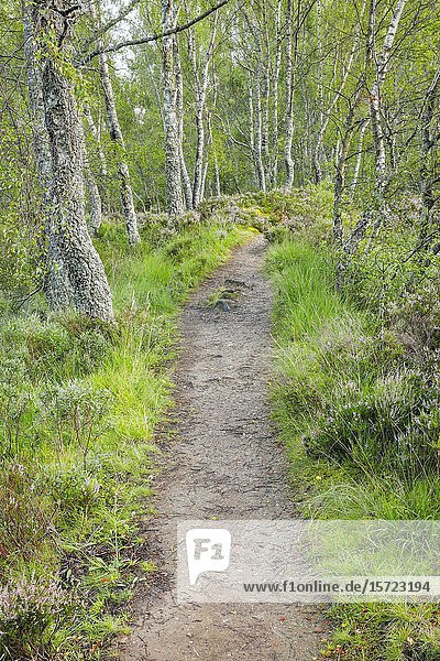 Wanderweg im nationalen Naturschutzgebiet Craigellachie  Schottland.