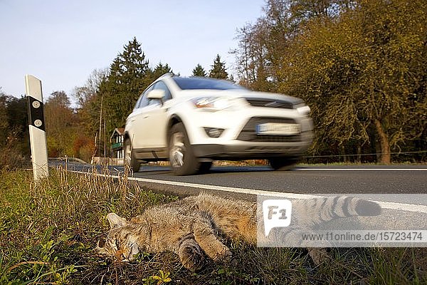 Europäische Wildkatze (Felis silvestris)  überfahren am Straßenrand einer Landstraße  Hessen  Deutschland  Europa