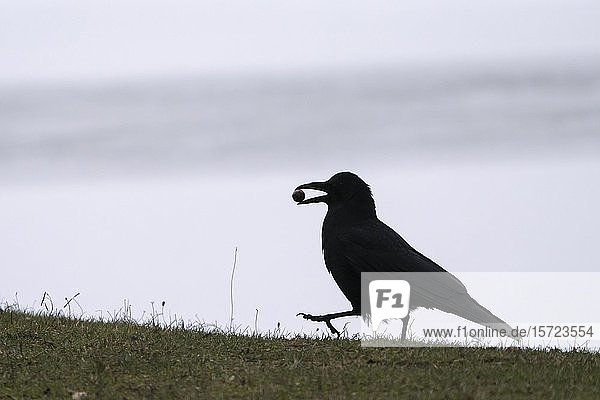 Rabenkrähe (Corvus corone) auf einer Wiese mit Eichel im Schnabel  Silhouette  Hessen  Deutschland  Europa