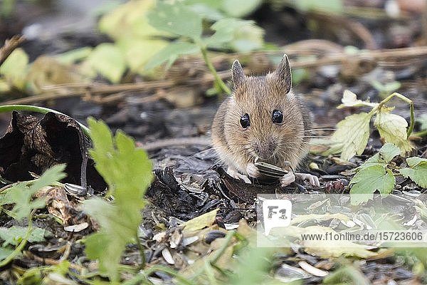 Waldmaus (Apodemus sylvaticus) frisst Sonnenblumenkerne  Hessen  Deutschland  Europa