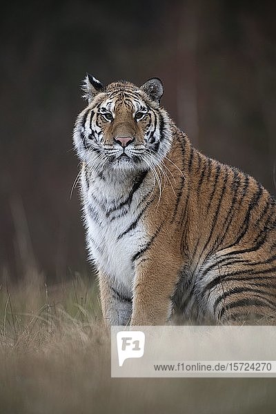 Sibirischer Tiger (Panthera tigris altaica)  sitzend  direkte Ansicht  in Gefangenschaft  Tschechische Republik  Europa