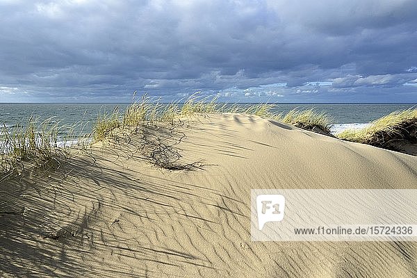 High overgrown dunes with sand drifts between Wenningstedt and Kampen  Sylt  North Frisian Island  North Frisia  Schleswig-Holstein  Germany  Europe