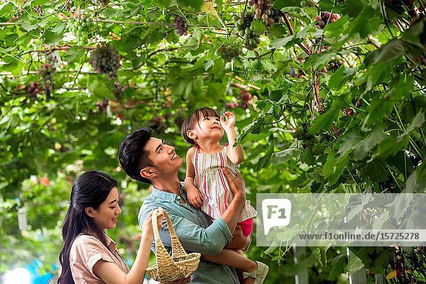 Happy family in the harvest