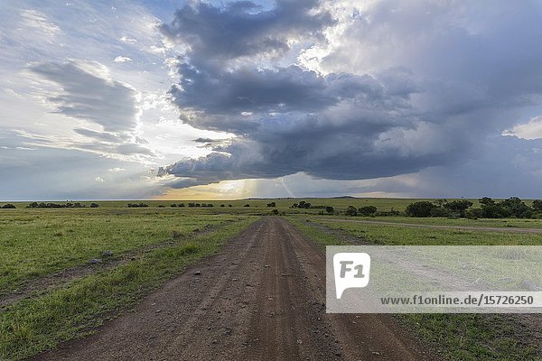 Road in savannah landscape Masai Mara National Reserve Kenya Africa.
