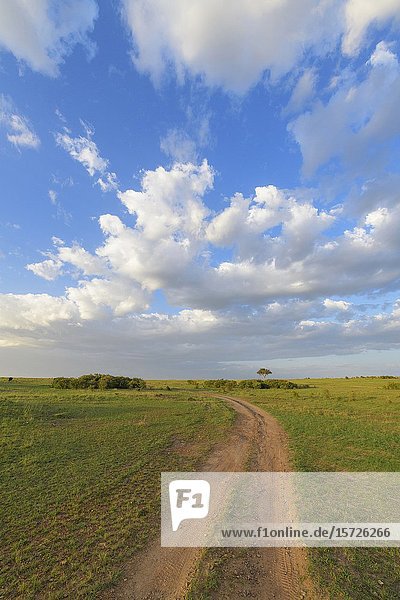 Road in savannah landscape Masai Mara National Reserve Kenya Africa.