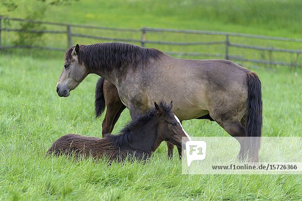 Domestic horse mare with foal on the pasture.