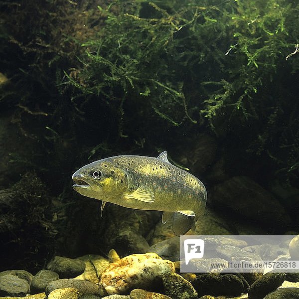 Bachforelle (Salmo trutta fario) captive Frankreich Europa