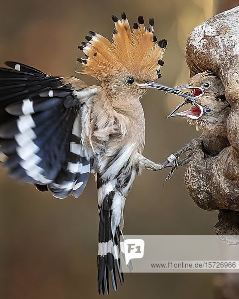 Wiedehopf (Upupa epops) Altvogel vor der Bruthöhle mit bettelnden Jungvögeln  Fütterung  Biosphärenreservat Mittlere Elbe  Sachsen-Anhalt  Deutschland  Europa