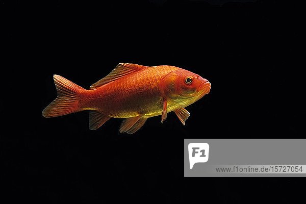Goldfisch (Carassius auratus) captive Frankreich Europa