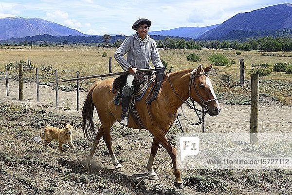 Young Gaucho rides a horse  province of Neuquén  Argentina  South America