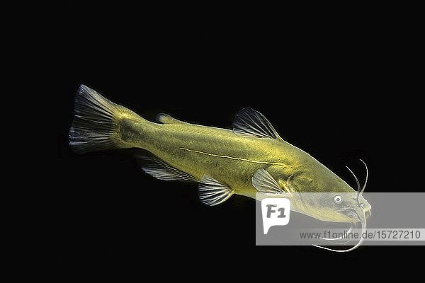 Schwarzer Zwergwels (Ameiurus melas) captive Frankreich Europa