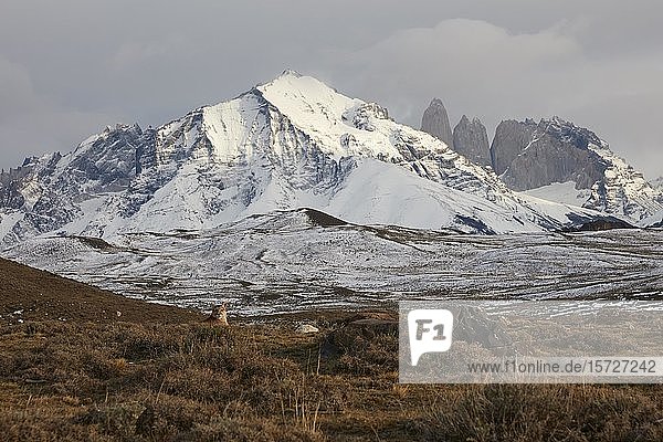 Cougar (Cougar concolor) lies camouflaged in the tundra  behind it snowy landscape with peaks of the Paine Massif  Torres del Paine National Park  Patagonia  Chile  South America