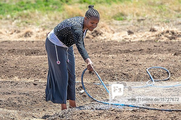 Eine junge Studentin arbeitet an der Bewässerung eines Feldes  Universität Debre Berhan  Debre Berhan  Äthiopien  Afrika