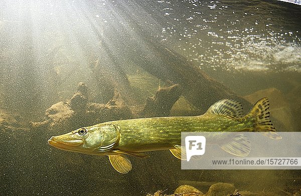 Hecht (Esox lucius) captive Frankreich Europa