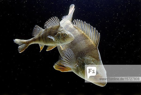 Flussbarsche (Perca fluviatilis) captive Frankreich Europa