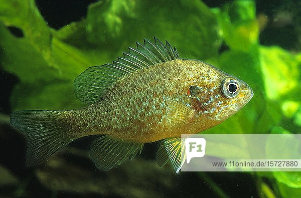 Gemeiner Sonnenbarsch (Lepomis gibbosus) captive Frankreich Europa