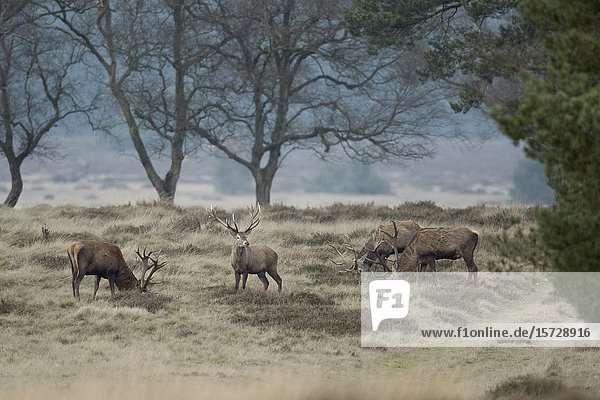 Single-sex group of male Red deer ( Cervus elaphus) grazing on wide open grassland next to the edge of a forest.