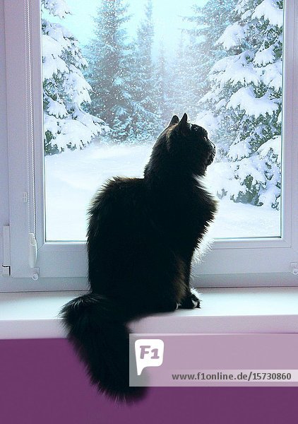 Black cat looking out window behind which snowy winter. Curious cat sitting on windowsill and watching snowing in winter forest. Snow fell outside window. Cold weather outside.
