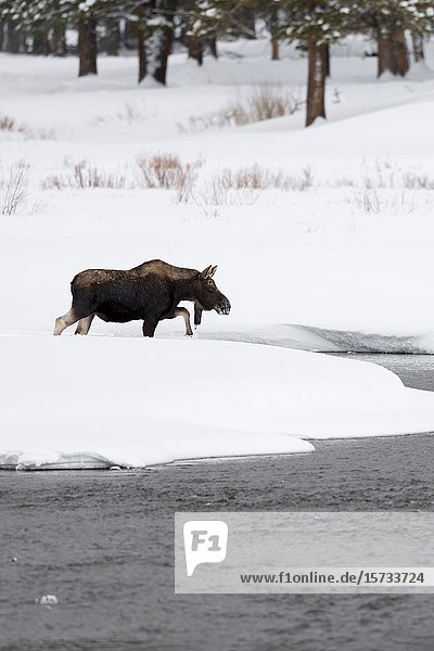 Moose / Elch ( Alces alces ) bull in winter  crossing a river  walking though a creek  surrounded by a lot of snow  Yellowstone NP  Wyoming  USA..