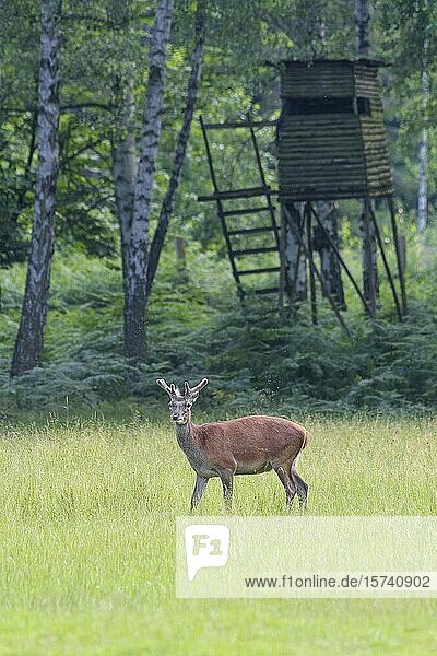 Red deer (Cervus elaphus) in front of deer stand in summer  Hesse  Germany  Europe.