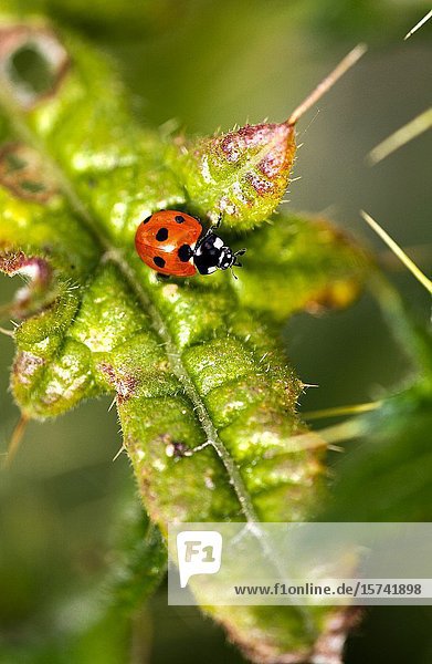 Ladybird.