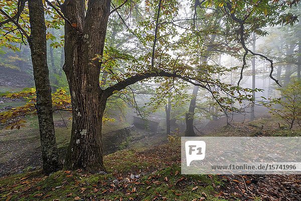 Fall and fog at Linar chestnut in Casillas. Avila. Spain. Europe.