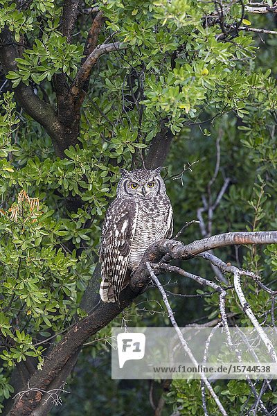 South Africa  Karoo  Private reserve  Spotted eagle-owl (Bubo africanus)  perched in a tree.