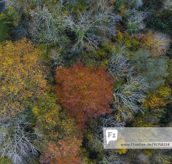 Aerial view  Landscape in autumn  Beech forest  Ramales de la Victoria  Alto Ason  Cantabria  Spain  Europe.