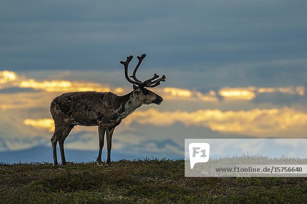 Reindeer  Rangifer tarandus on Mount Dundret at sunset with colorful sky and mountains in background  Gällivare  Swedish Lapland  Sweden.