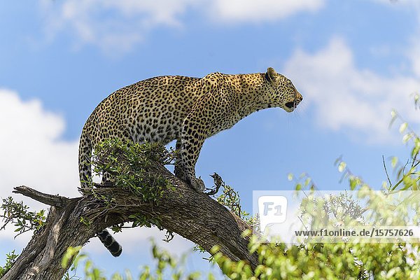 Leopard  Panthera pardus  on tree  Masai Mara National Reserve  Kenya  Africa.