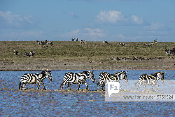 Wandernde Flachlandzebras (Equus quagga) beim Wandern im See  Hidden Valley  Ndutu  Ngorongoro-Schutzgebiet  Serengeti  Tansania