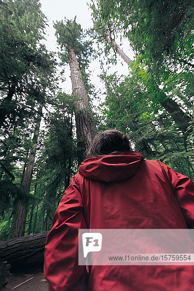 Frau schaut zu einem Baum im Wald hinauf Cathedral Grove Britisch-Kolumbien Kanada