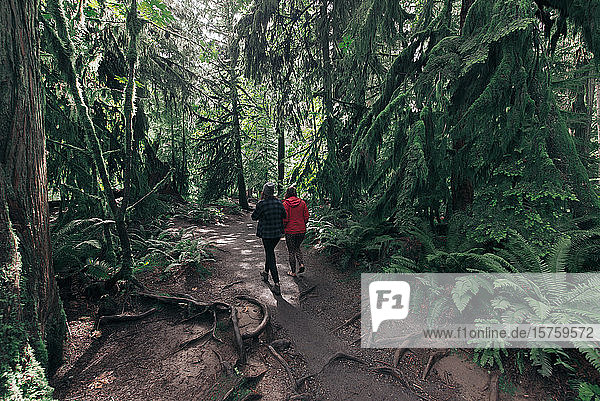 Friends taking walk in forest  Cathedral Grove  British Columbia  Canada