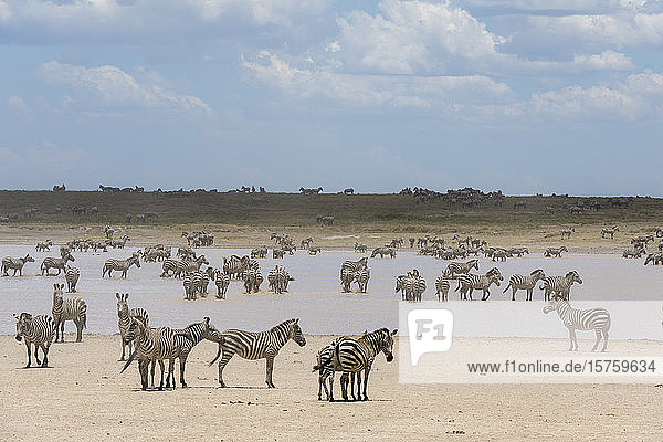 Eifer der Steppenzebras (Equus quagga)  Ndutu  Ngorongoro-Schutzgebiet  Serengeti  Tansania