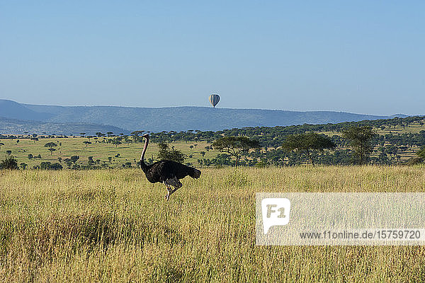 Ostrich (Struthio camelus massaicus) Seronera Serengeti National Park Tanzania
