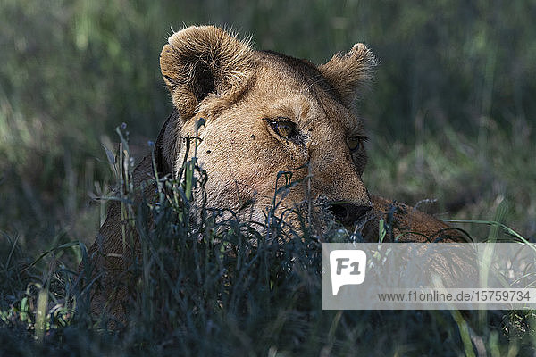 Löwin (Panthera leo)  Seronera  Serengeti-Nationalpark  Tansania