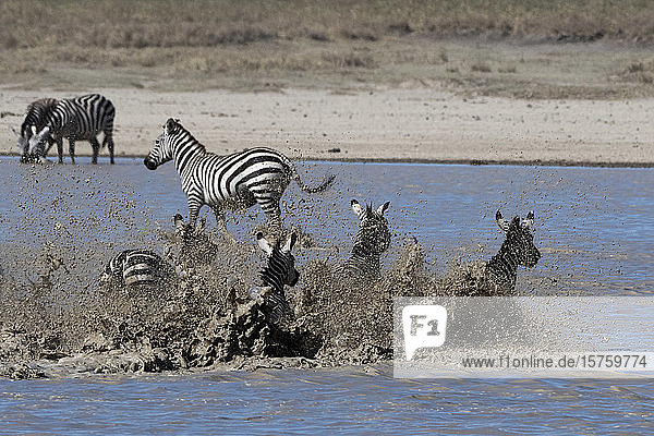 Flachlandzebras (Equus quagga) im Fluss  Ndutu  Ngorongoro-Schutzgebiet  Serengeti  Tansania
