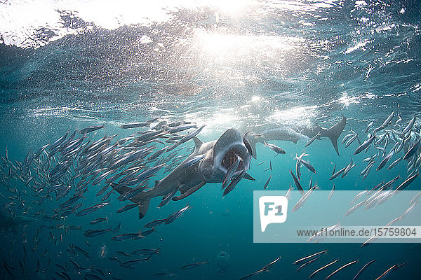 Sardine baitballs being hit by multiple predators