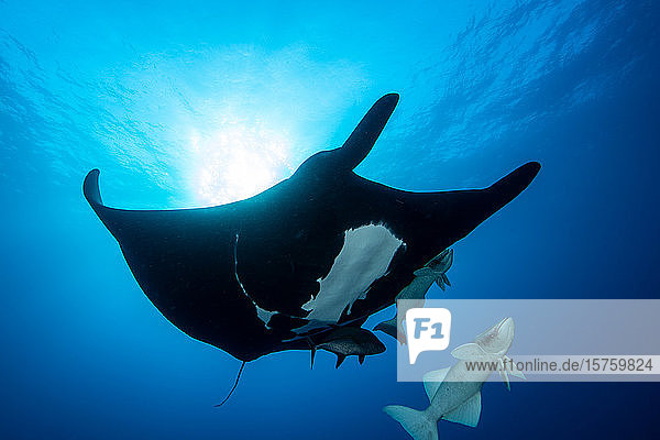 Mantarochen gegen Sonnenstrahl