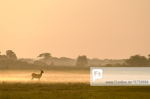 Puku im Nebel bei Sonnenaufgang  Busanga-Ebenen  Kafue-Nationalpark  Sambia