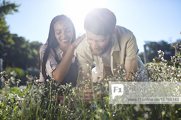 Lächelndes Paar pflückt Blumen im sonnigen Garten