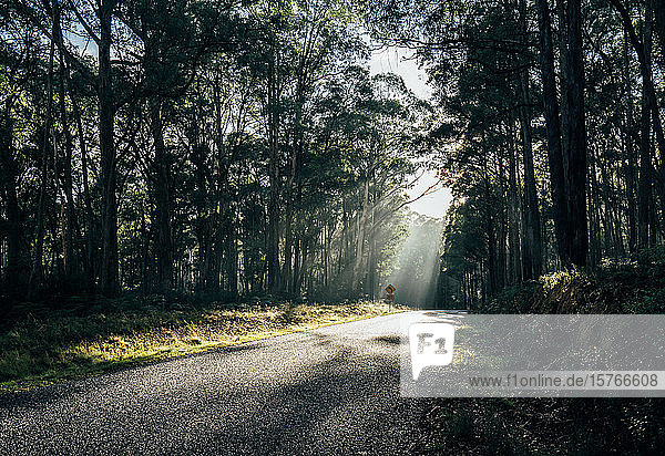 Sunshine over trees and road in remote woods Australia