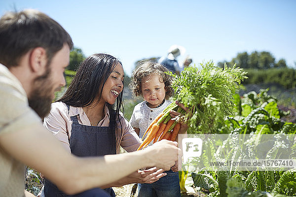 Family harvesting carrots in sunny vegetable garden