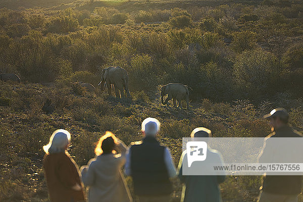 Safari-Gruppe beobachtet Elefanten im sonnigen Wildreservat