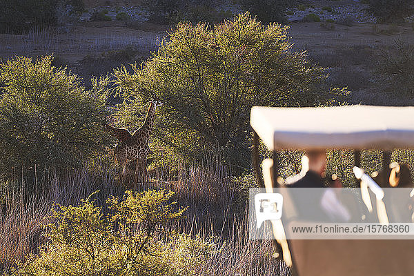 Safaritouristen beobachten Giraffen beim Grasen auf Bäumen im Wildreservat
