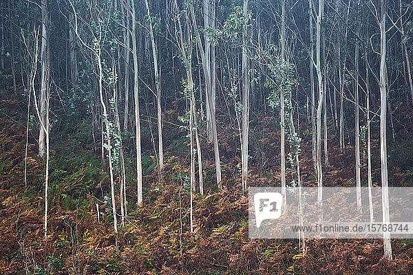 Leaves growing on sapling trees in woods