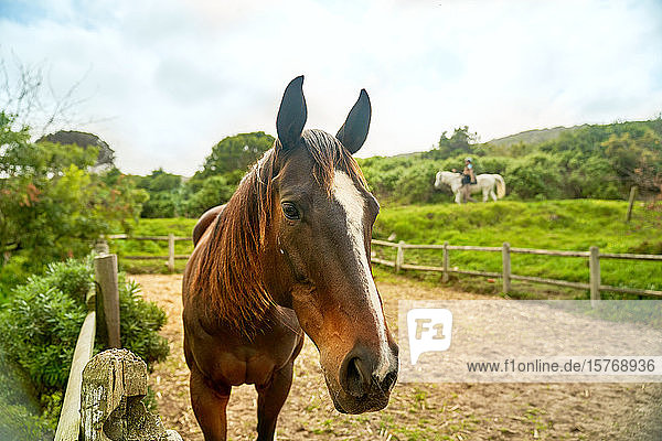 Portrait braunes Pferd in ländlicher Koppel